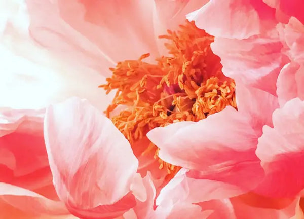 Smell right image