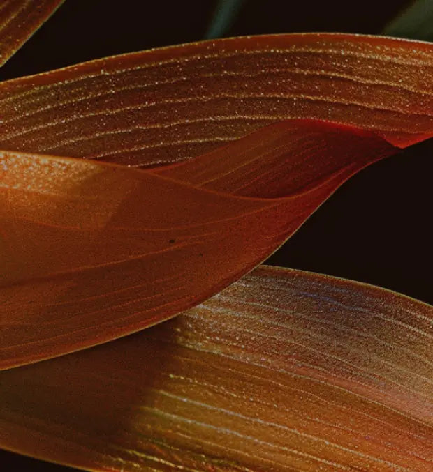 Smell center image 2