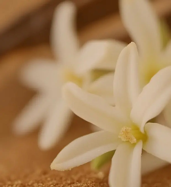 Smell center image