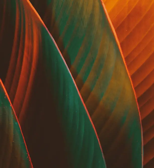 Smell center image 4