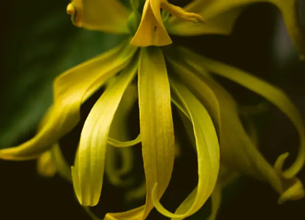 Smell left image