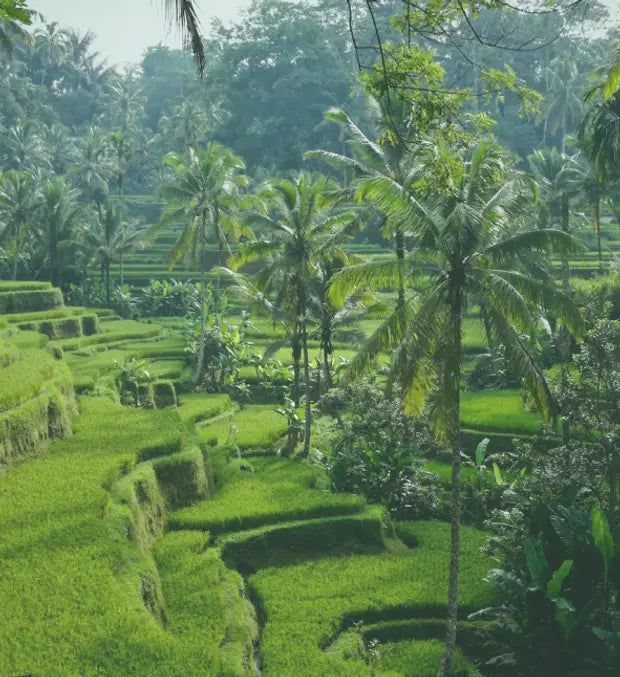 Smell center image 2