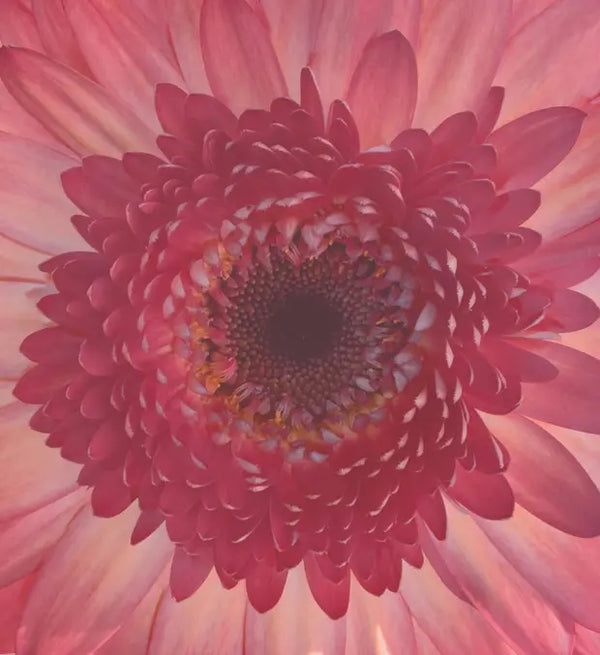 Smell right image