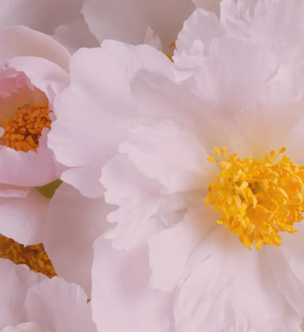 Smell center image