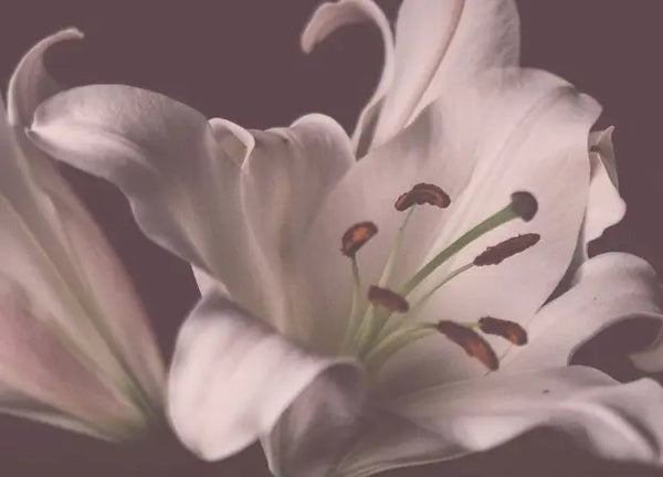 Smell center image