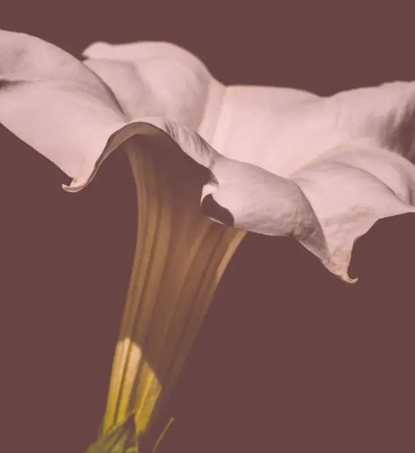 Smell left image