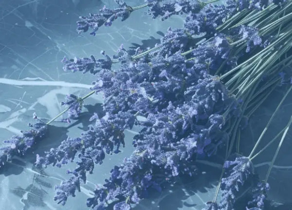 Smell right image