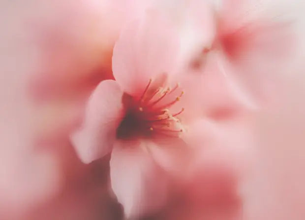 Smell center image 4