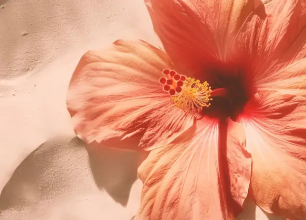 Smell center image 2