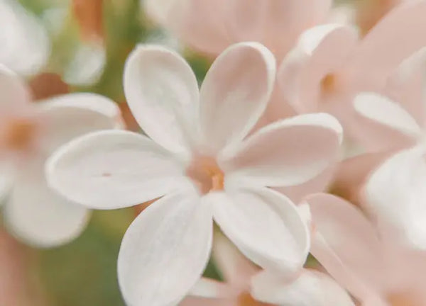 Smell center image