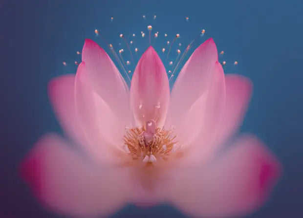 Smell center image 4