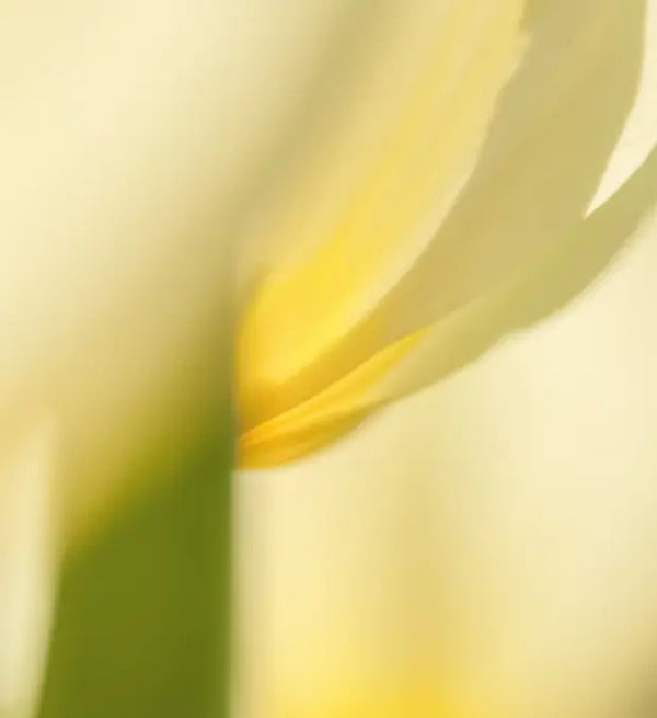 Smell center image