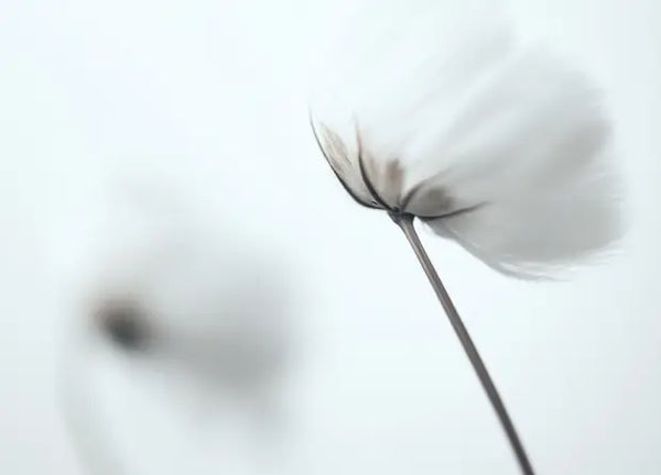 Smell center image