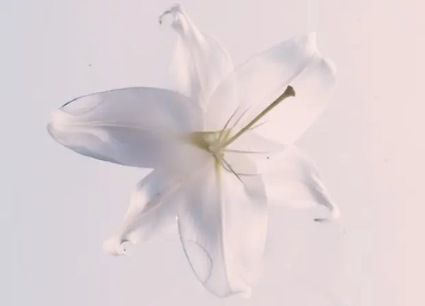 Smell right image