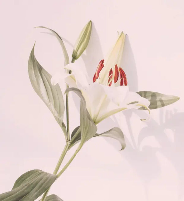 Smell right image
