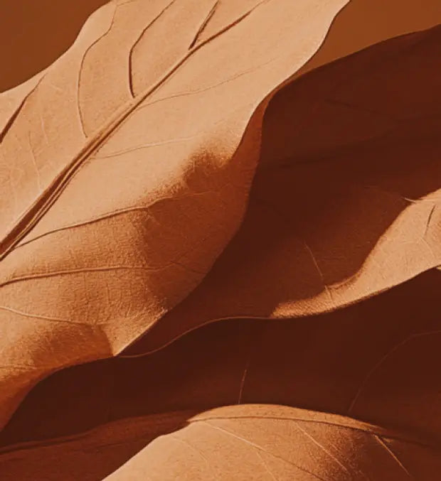 Smell center image 1