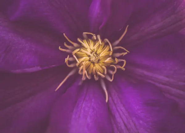 Smell center image