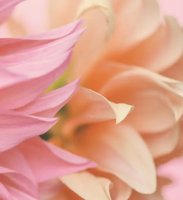 Smell center image