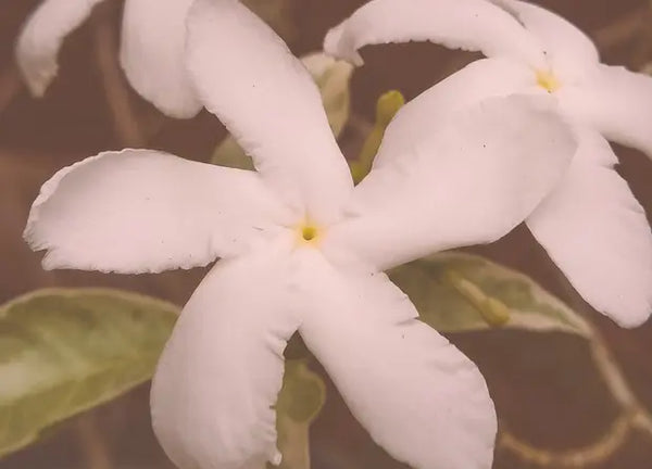 Smell center image